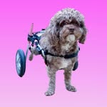 rosrecovery profile picture