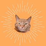 roswell_the_cat profile picture