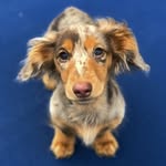 roswell_weenie profile picture