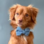 rothko_thedoggo profile picture