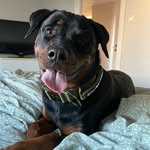 rottis.nova profile picture