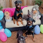 rott_n_poms profile picture