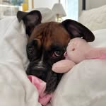 royalprincesspoppy profile picture
