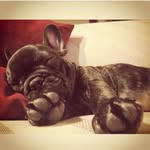 roycethefrenchie profile picture