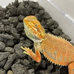 rt_reptiles profile picture