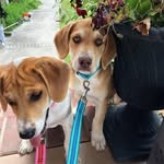 rubyandlaurelanimalrescue profile picture