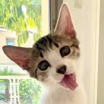 rubyfromcyprus profile picture