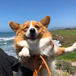 ruby_thecorgi profile picture