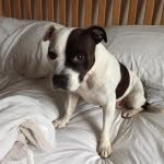 ruby_the_rescued_staffie_ profile picture