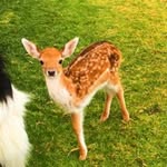 rudiethereindeer profile picture