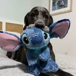 ruedelledonne profile picture