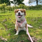 ruetotherescue profile picture