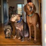 rufusandrosie profile picture
