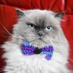 rukasthecat profile picture