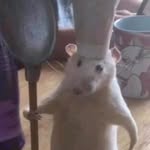 rumcajs.94 profile picture