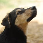rumi_the_desi profile picture