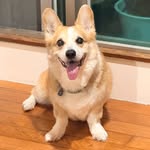 ruoruo_liao profile picture