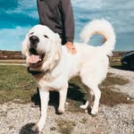 rushsrescues profile picture