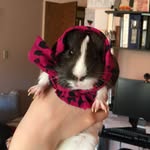 russian.skatingbeauty profile picture