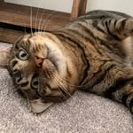 russthekitten profile picture