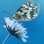 rustiana851 profile picture
