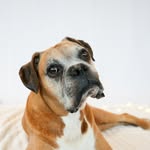 rustythegentlegiant profile picture