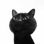 ryotukoro profile picture