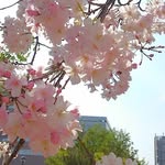 sa_mi.hagiwara profile picture