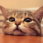 sa_mo_o profile picture