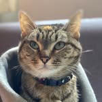 sabinalagata profile picture