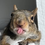 sabrina_the_squirrel profile picture