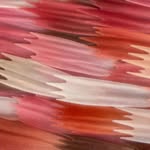 sacfleur_official profile picture