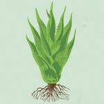 sacredagave profile picture