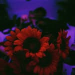 sadboifilms profile picture