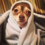sadchihuahua profile picture