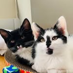 sadieanddottie profile picture