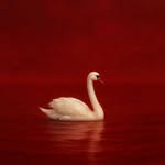 sadiqaa_batool profile picture