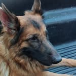 saej089 profile picture