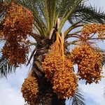 sahabbat_property profile picture