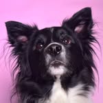 sahylovjcm profile picture