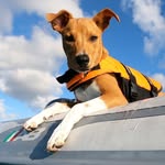 sailingwithfinn profile picture