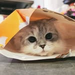 sailo_meow profile picture