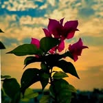 saimaasamira profile picture