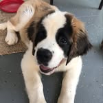 saint.cannoli profile picture