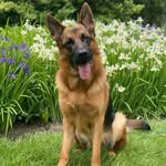 saint.thegsd profile picture