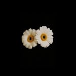 saintimpala profile picture