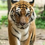 sajjadahmed7095 profile picture