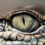 sakanmakantoz profile picture