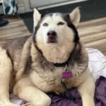 sakari_the.husky profile picture