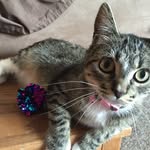 sally.the.kitten profile picture